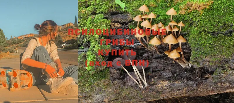 hydra как войти  Верхний Уфалей  Галлюциногенные грибы Psilocybe 